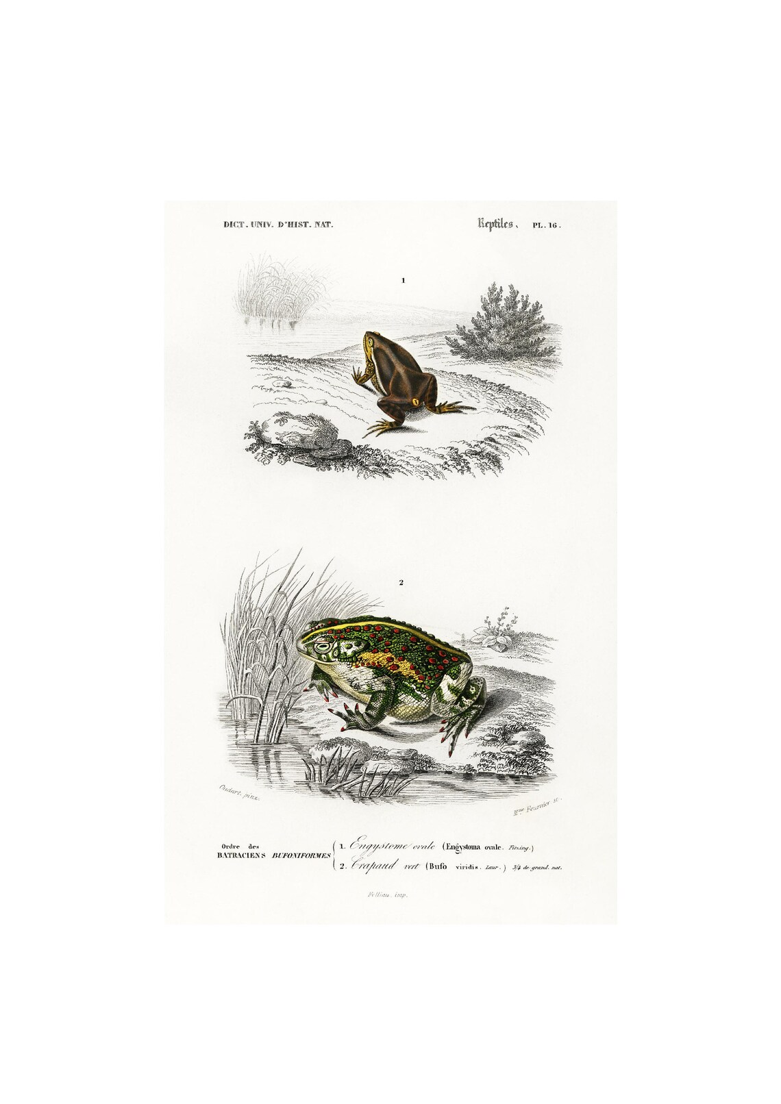 Frogs Toads Vintage Print, Charles Dessalines D'Orbigny