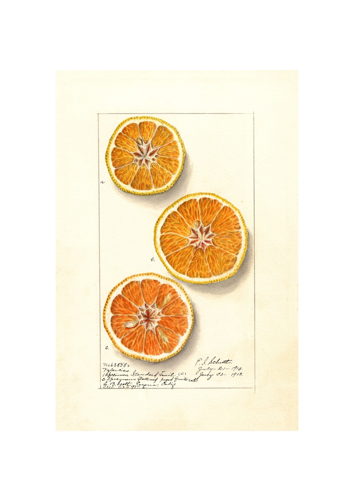 Pomological Watercolor Collection Orange C 1886 1916 Giclee Fine Art Print Framedunframedcanvas