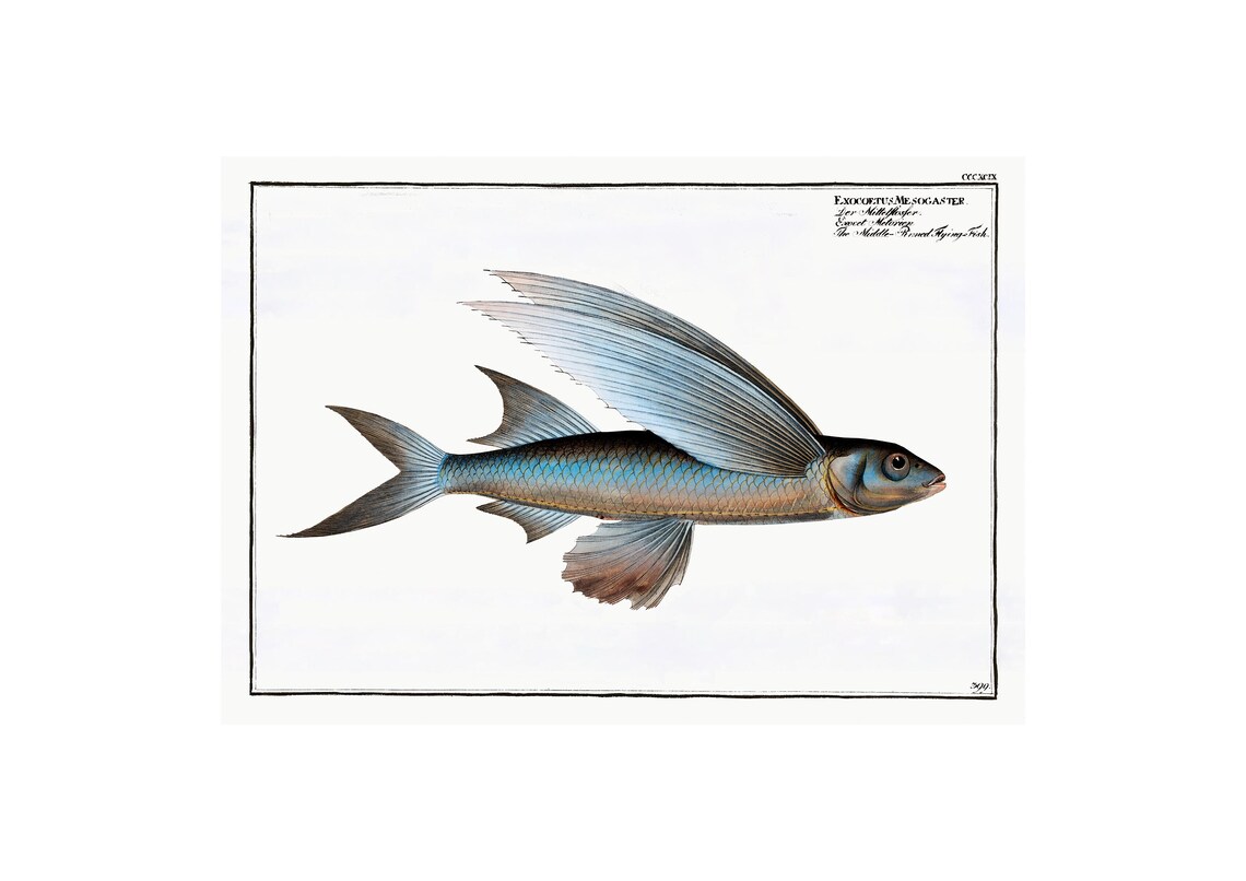 Middle Pinned Flying Fish Antique Lithograph