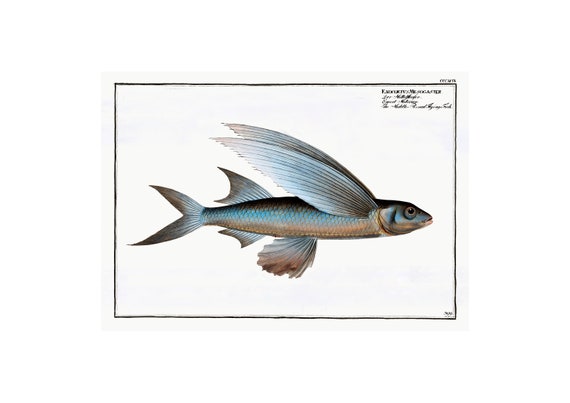 Middle Pinned Flying Fish Antique Lithograph