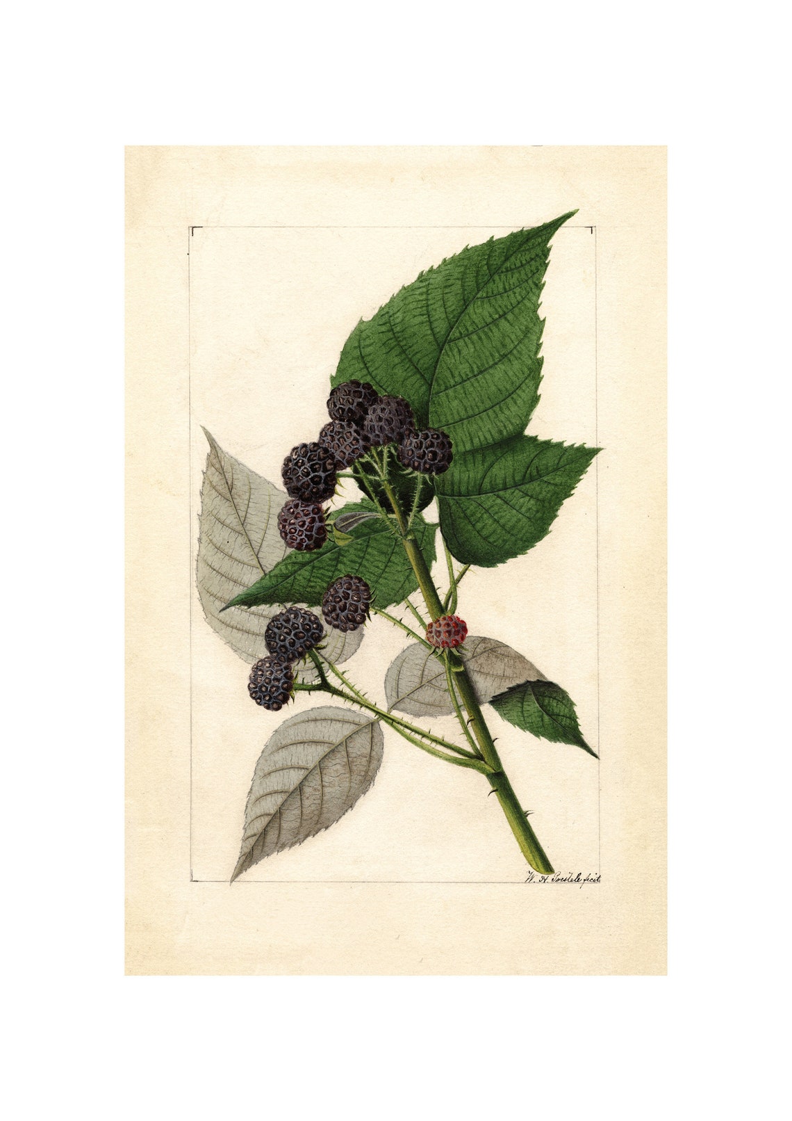 Blackberry Branch Antique Botanical Watercolor Bramble Fruit Poster