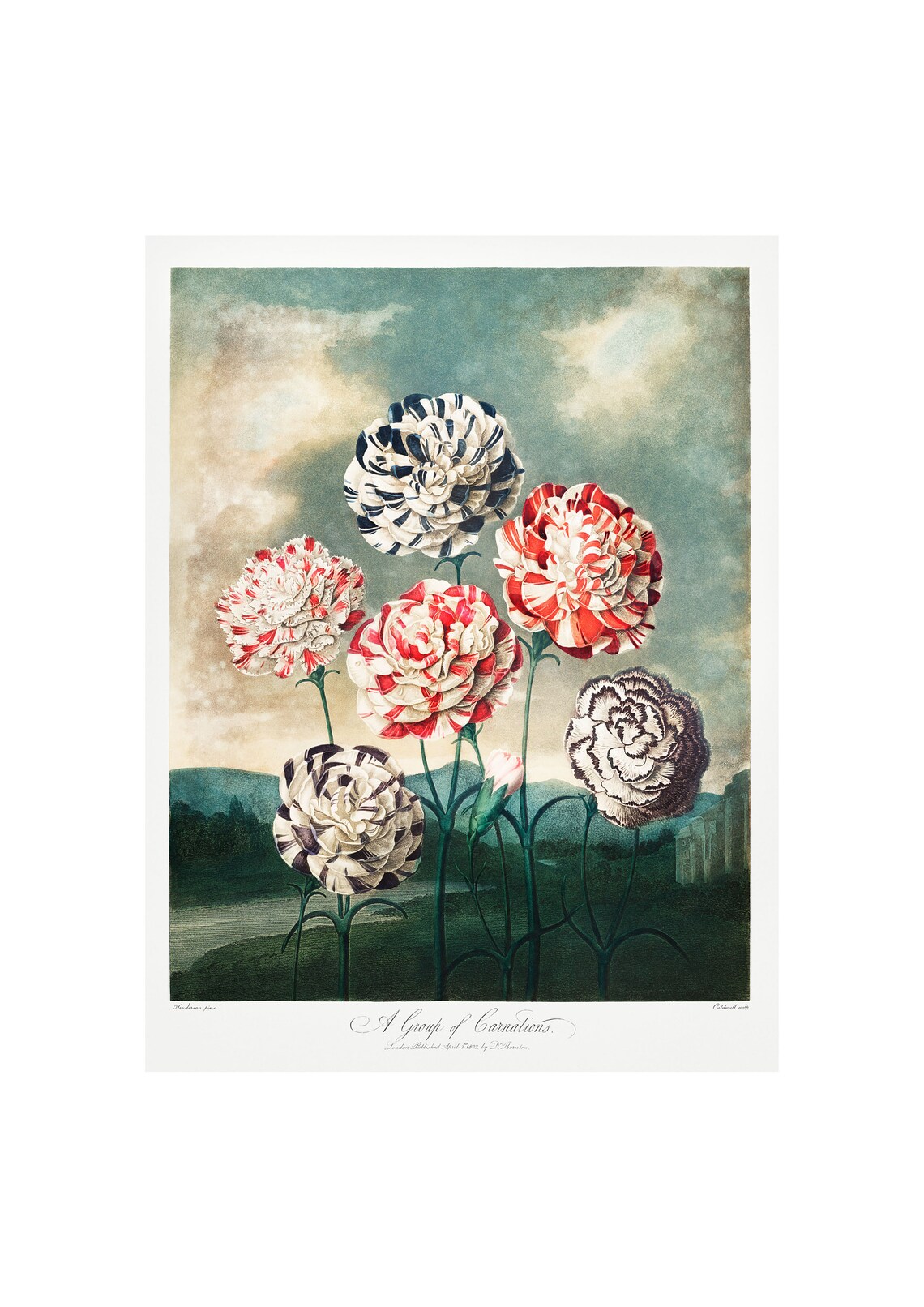 Carnations Antique Lithograph by Robert Thornton