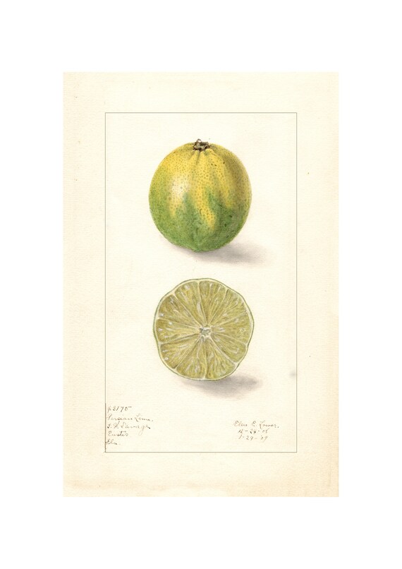 Pomological Watercolor Collection Lemon C 1886 1916 Giclee Fine Art Print Framedunframedcanvas