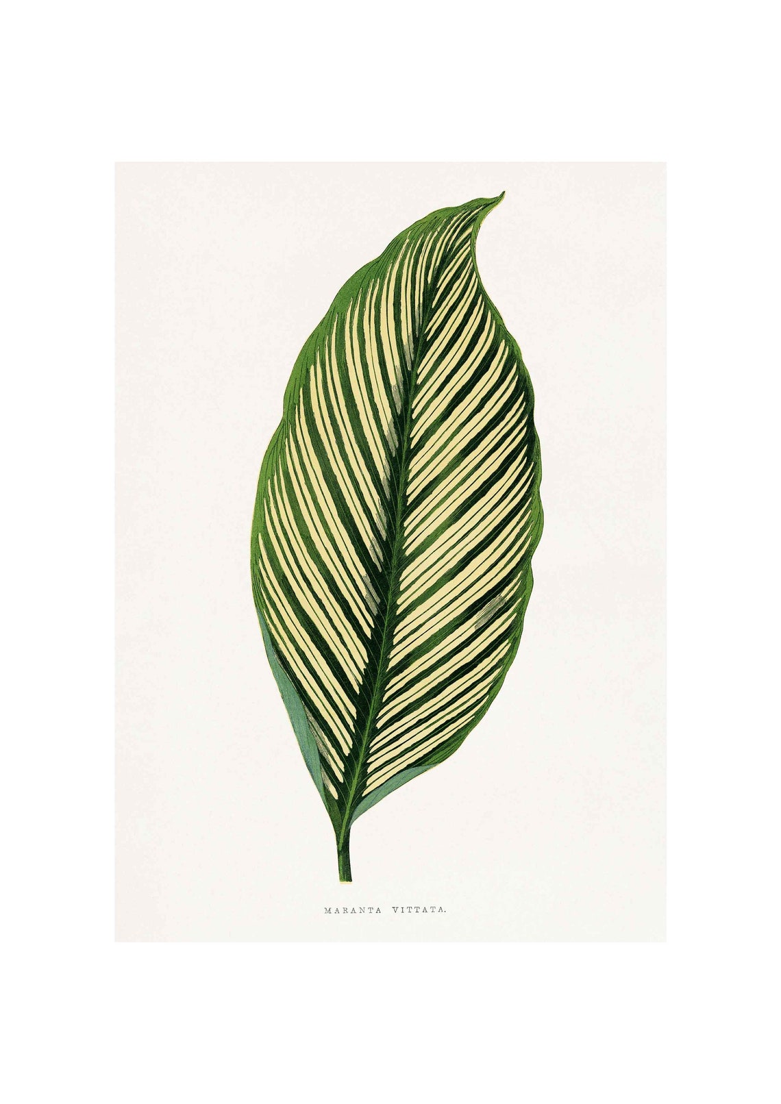 Maranta Vittata Striped Prayer Plant Leaf Vintage Botanical Wall Art