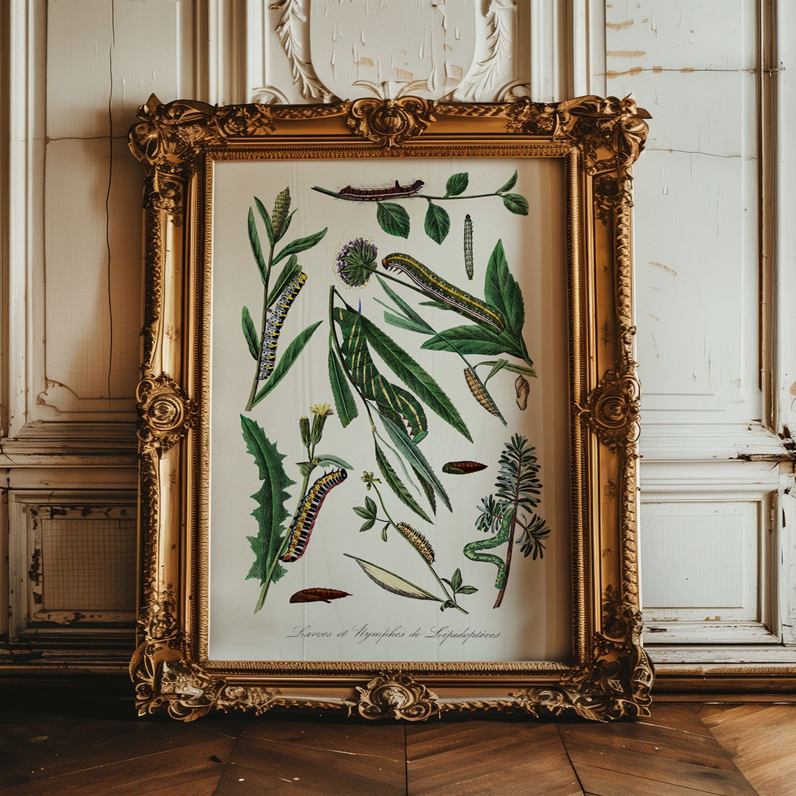 Vintage Caterpillar Entomology Plate Botanical Illustration Art Poster - Image 2