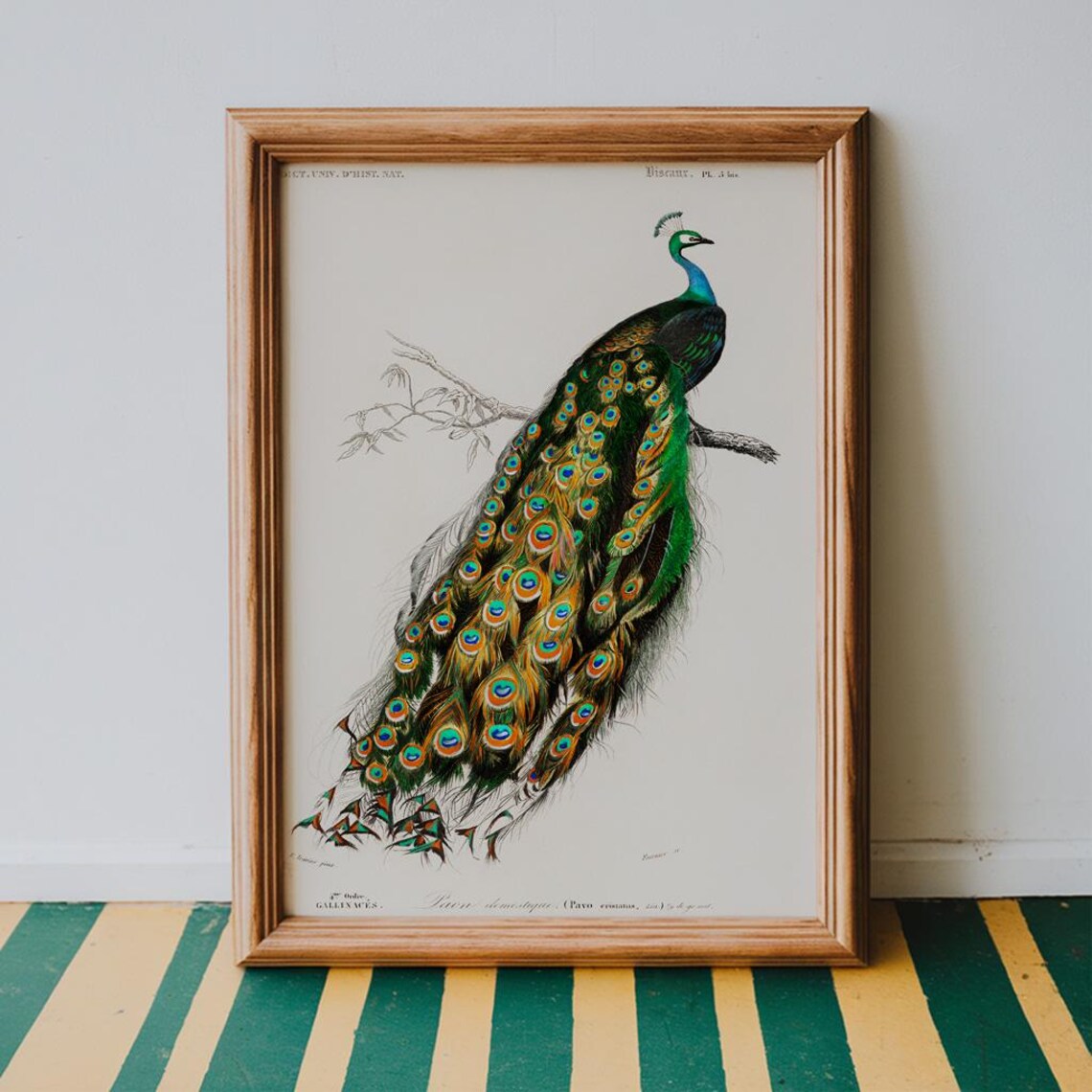 Peacock Vintage Illustration Iridescent Tail Feather Bird Art Poster