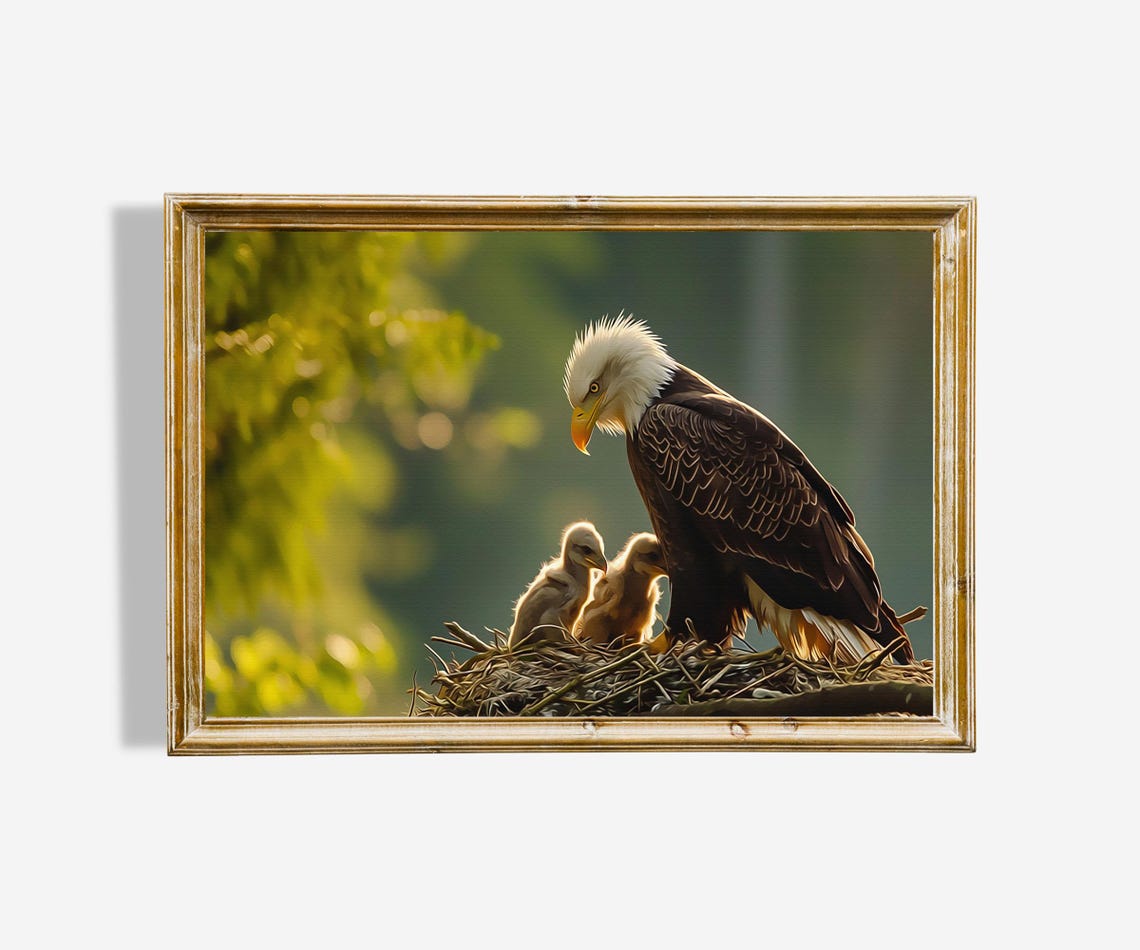 Bald Eagle with Eaglets in Nest Golden Light Wildlife Family Poster