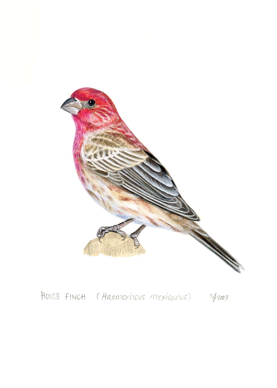 House Finch Art Print, Bird Decor for Home Garden - Image 2