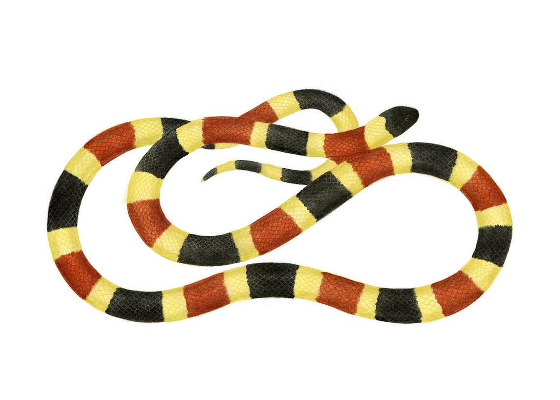 Banded Coral Snake Coiled on White Watercolor Reptile Poster - Image 2