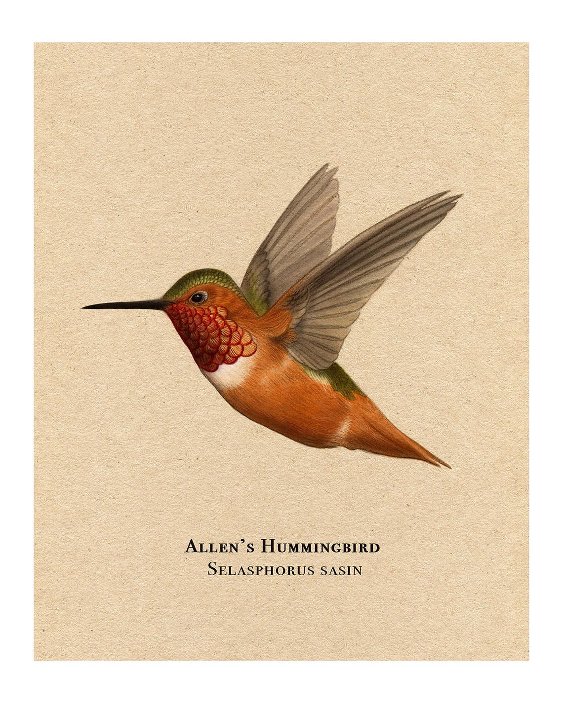 Allen's Hummingbird in Flight Vintage Style Bird Artwork Poster - Image 2