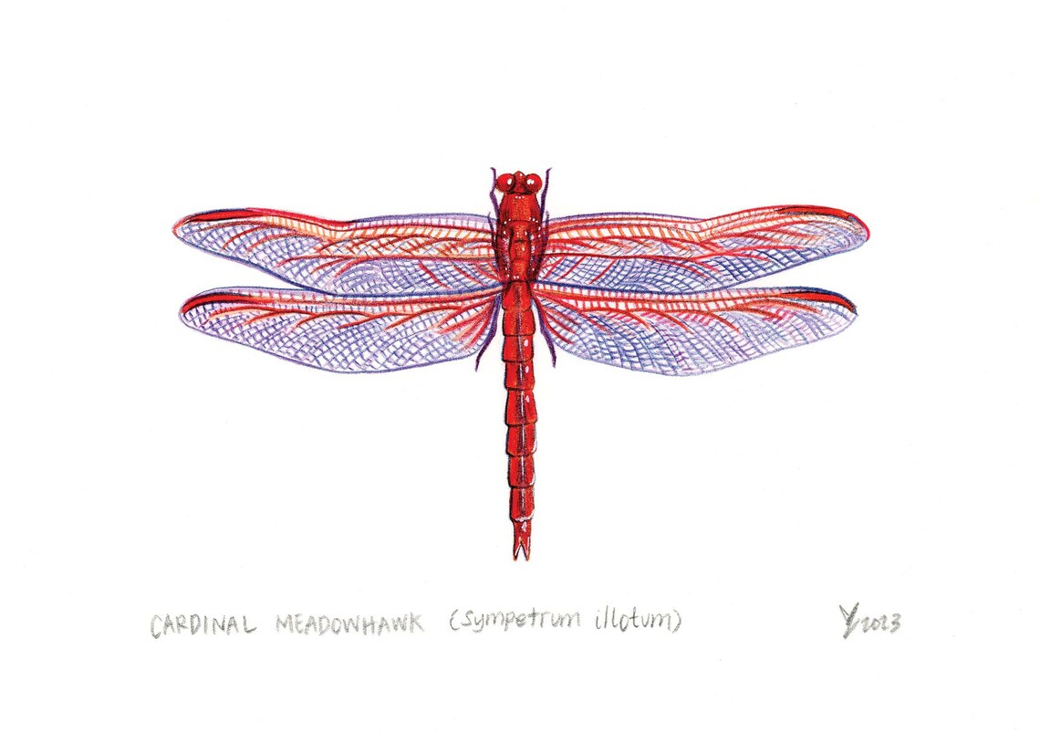 Red Cardinal Meadowhawk Scientific Illustration Art Print - Image 2