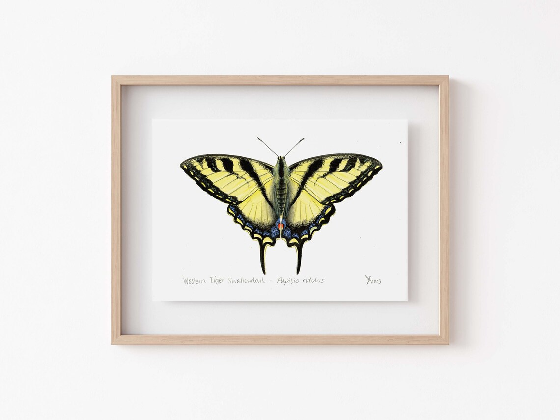 Western Tiger Swallowtail Butterfly Art Print
