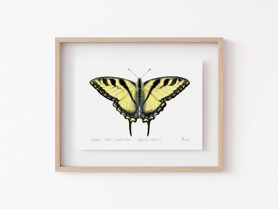 Western Tiger Swallowtail Butterfly Art Print