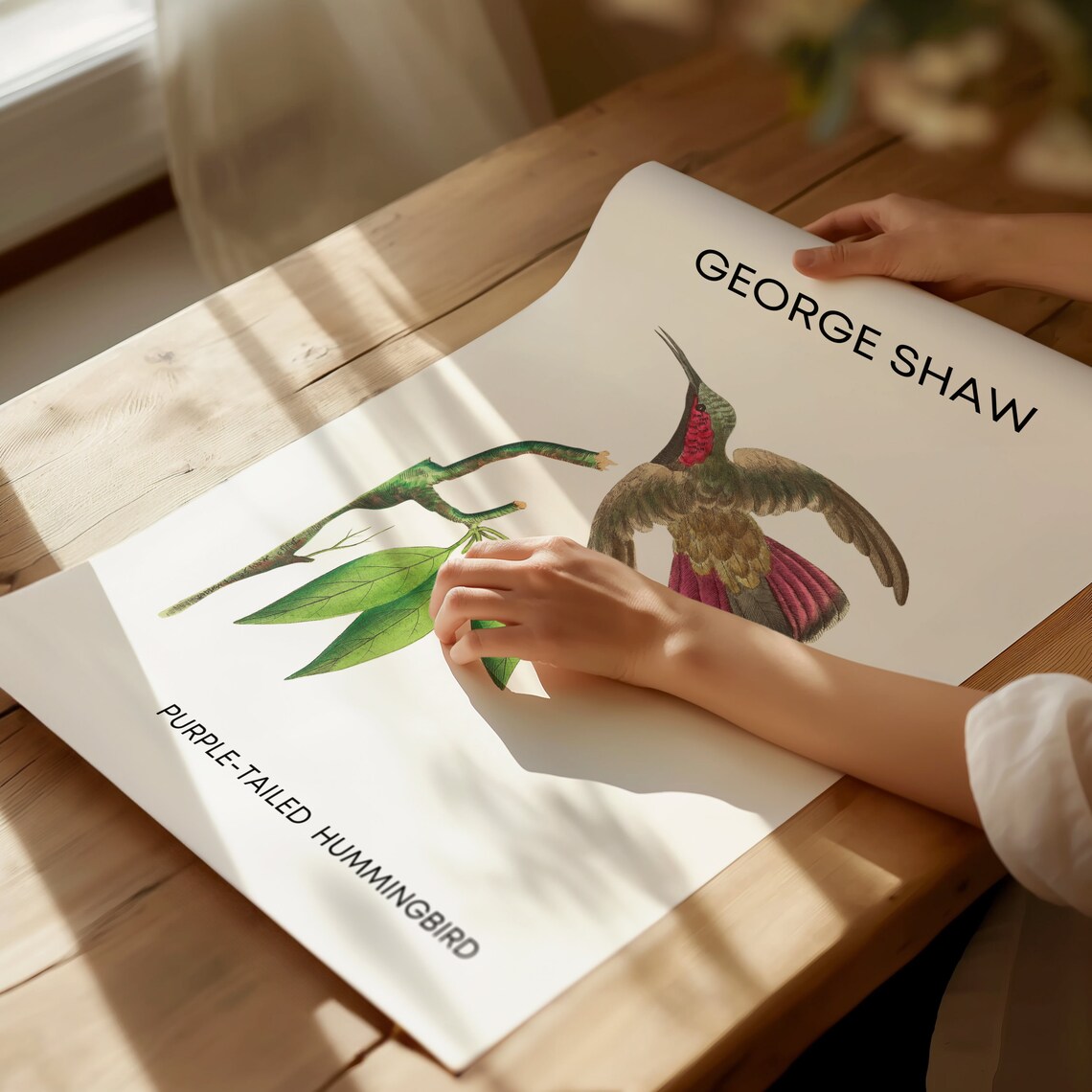 George Shaw Purple-Tailed Hummingbird Vintage Bird Art Poster - Image 2