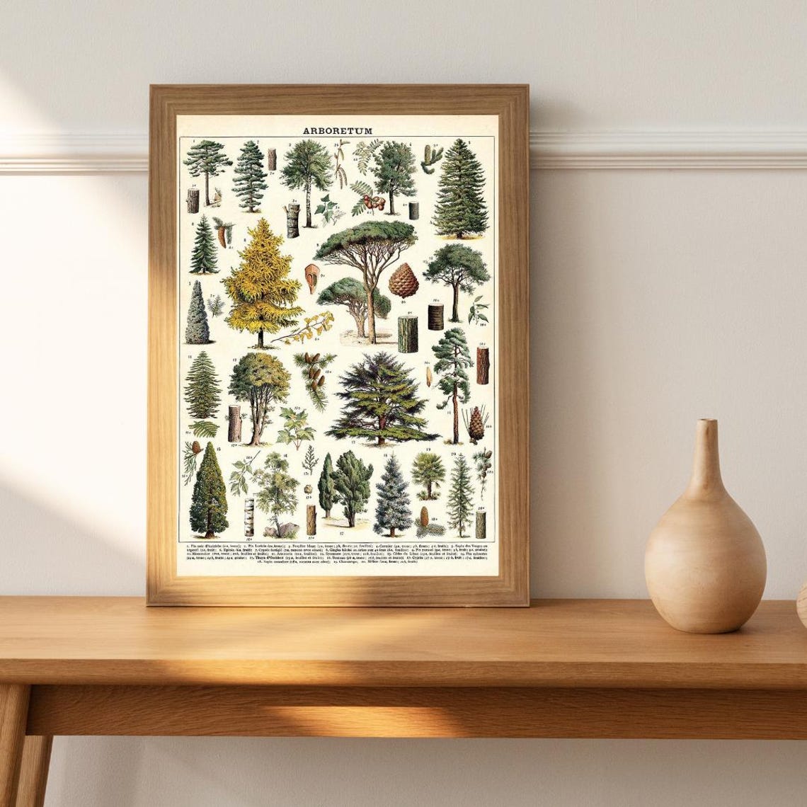 Vintage Arboretum Tree Species Identification Chart Style Poster - Image 4