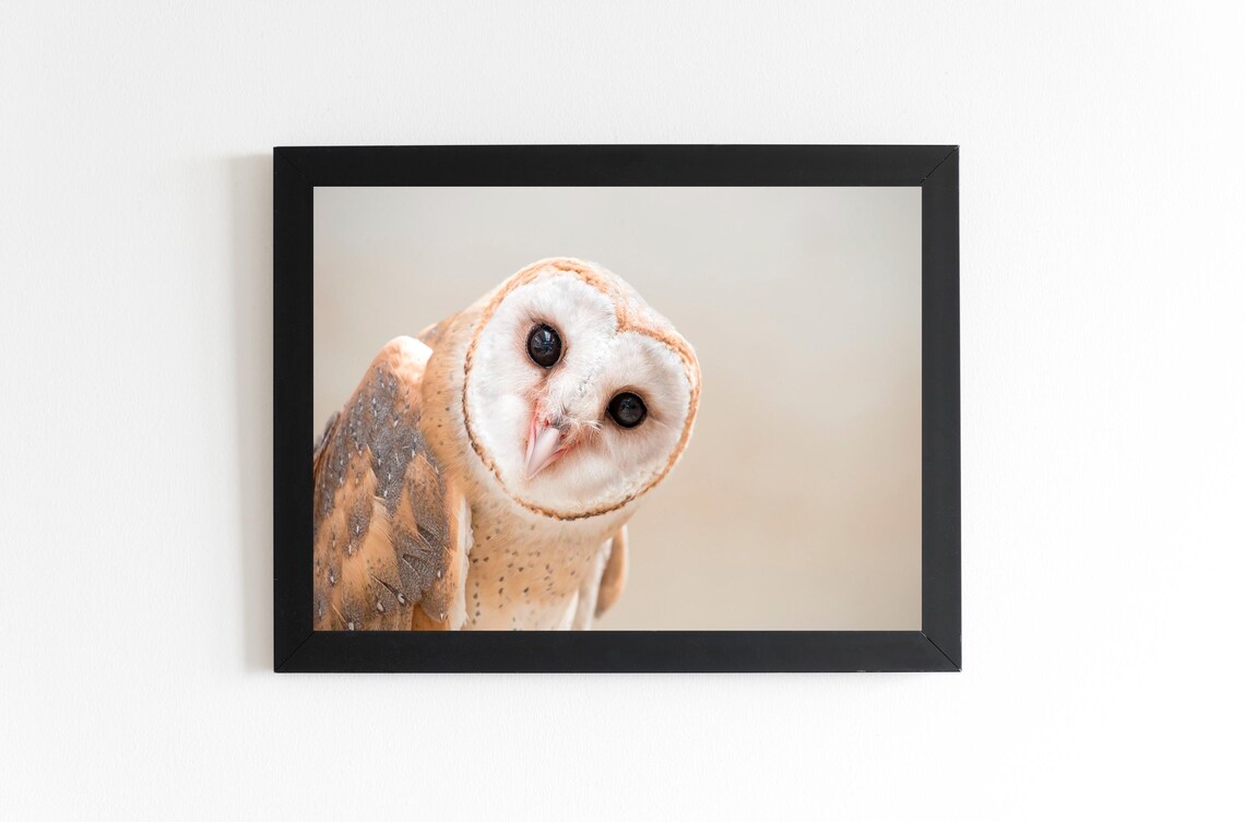 Intimate Barn Owl Face Close-Up Wildlife Photography Canvas Wall Art - Image 2