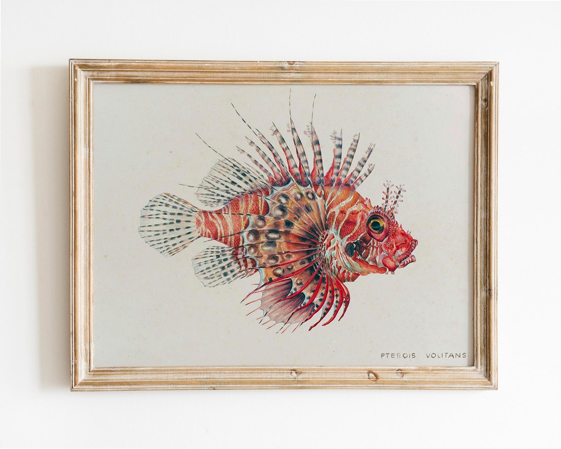 Vintage Lionfish Scientific Illustration Poster Pterois Volitans