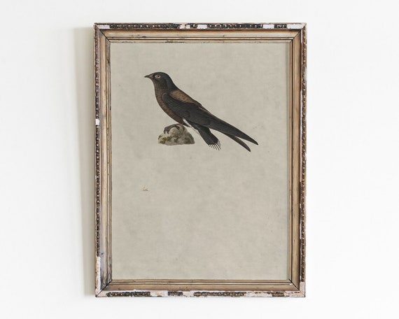 Vintage Minimalist Bird Printsantique Sketchbird Charcoal Drawinggift For Loverdigital Downloaddownloadable Illustration