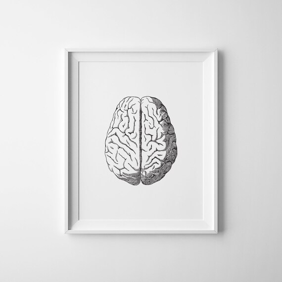 Brain Anatomy Art Print, Medical Study Poster
