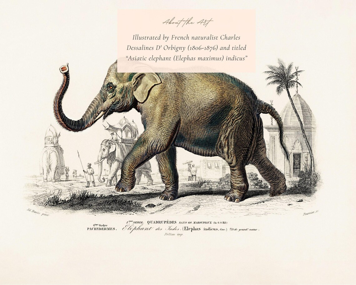 Asiatic Elephant Vintage Natural History Illustration Art Print - Image 2