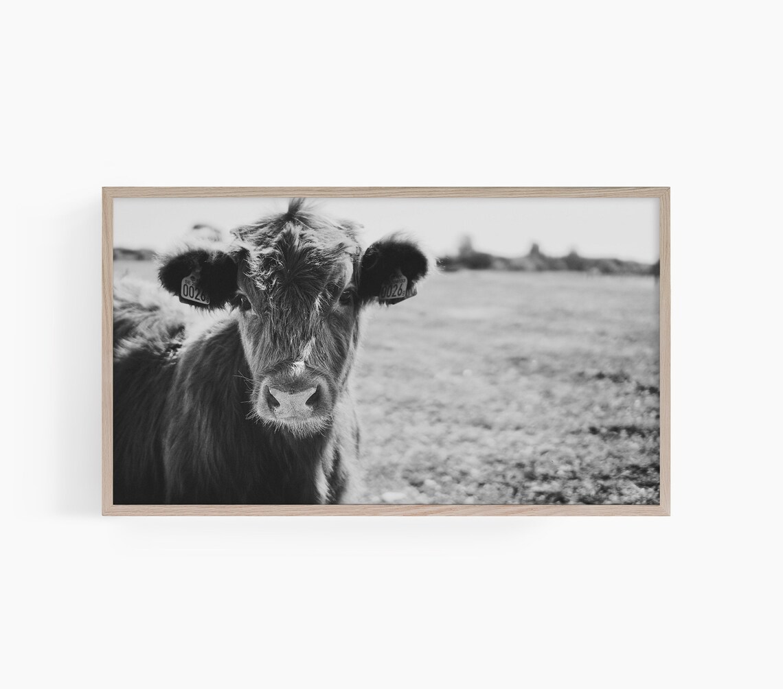 Black and White Baby Cow Calf Staring Field Photography Poster