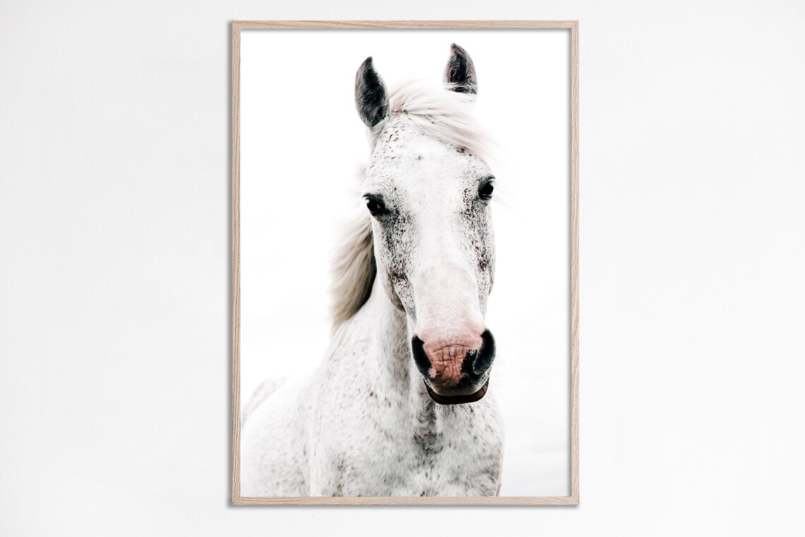 White Horse Face Portrait Minimal Equestrian Farmhouse Photo Poster