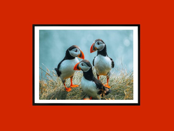 Puffin Trio Coastal Print Iceland Seabird Photography Nordic Nursery Art