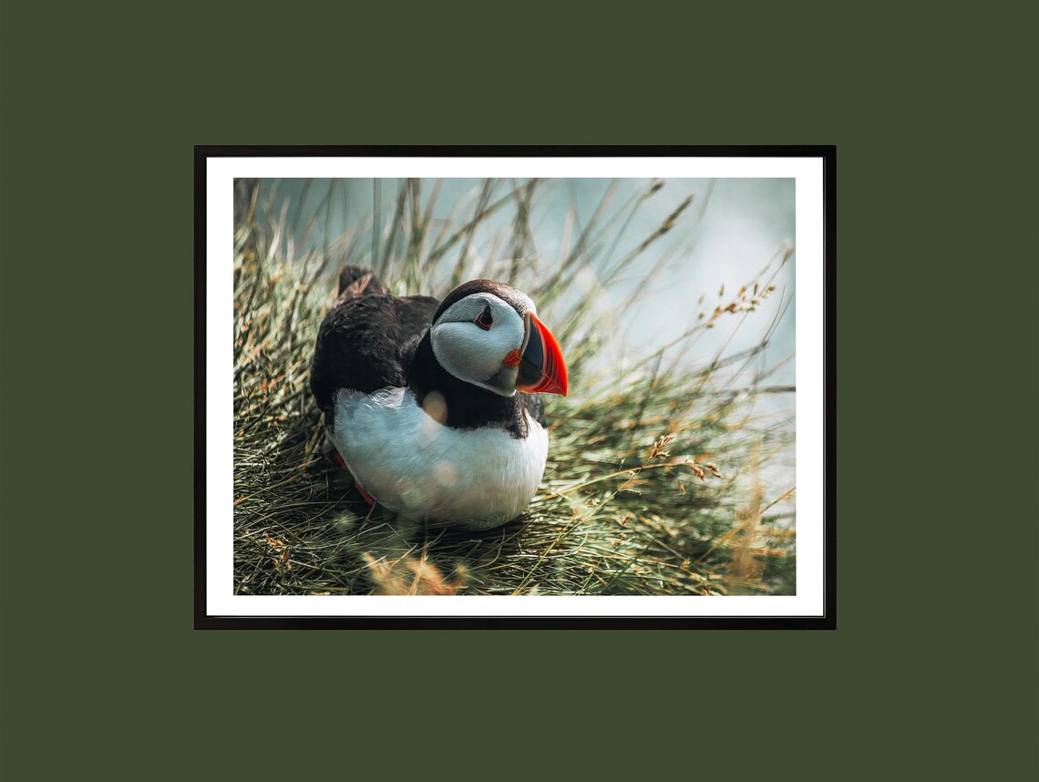 Atlantic Puffin Close Up Portrait Resting in Grass Wildlife Print