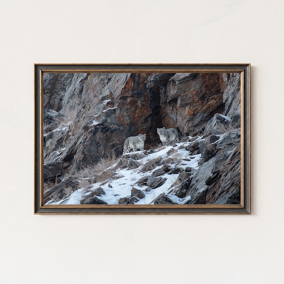 Snow Leopard Photography Print Himalayan Wildlife Wall Art