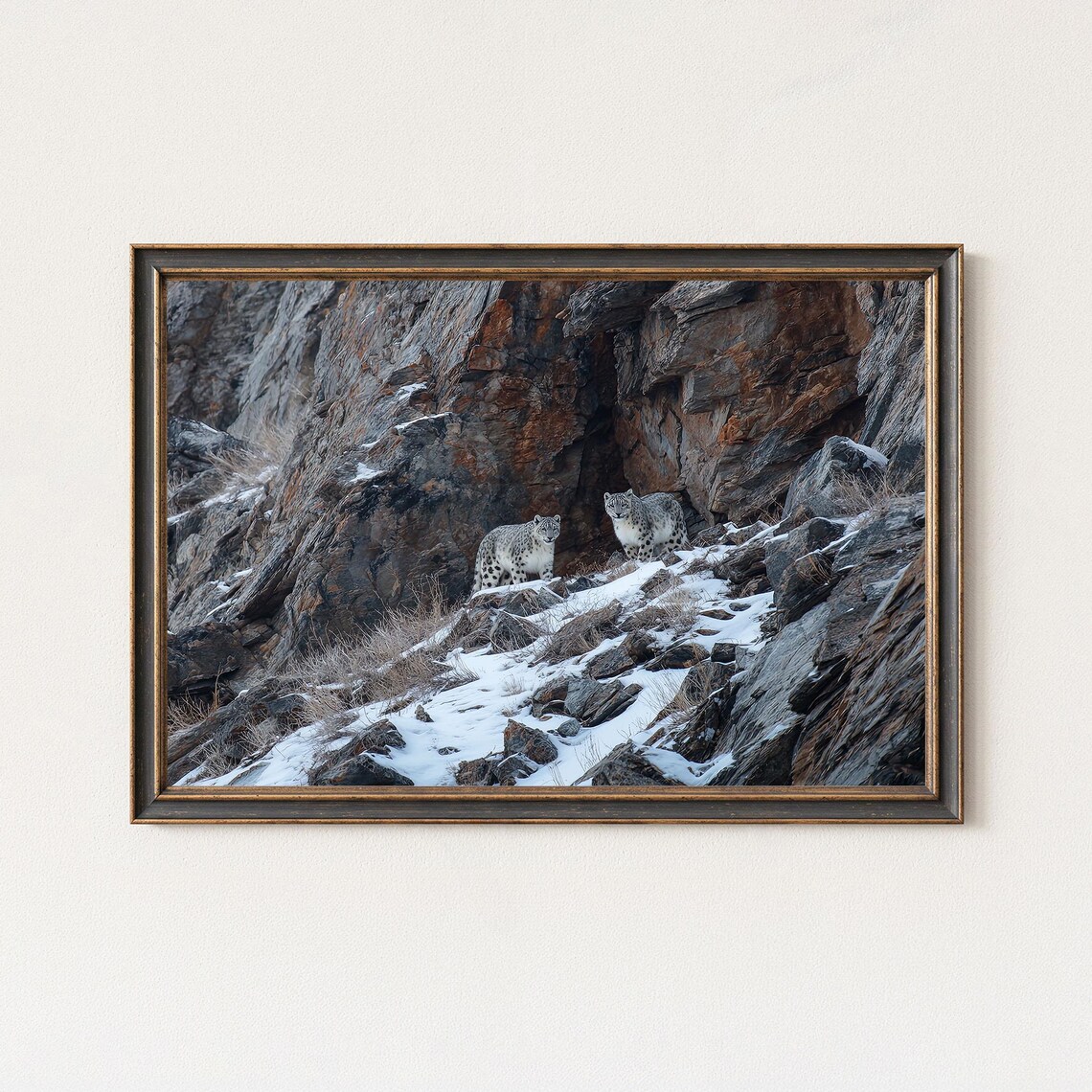 Snow Leopard Photography Print Himalayan Wildlife Wall Art