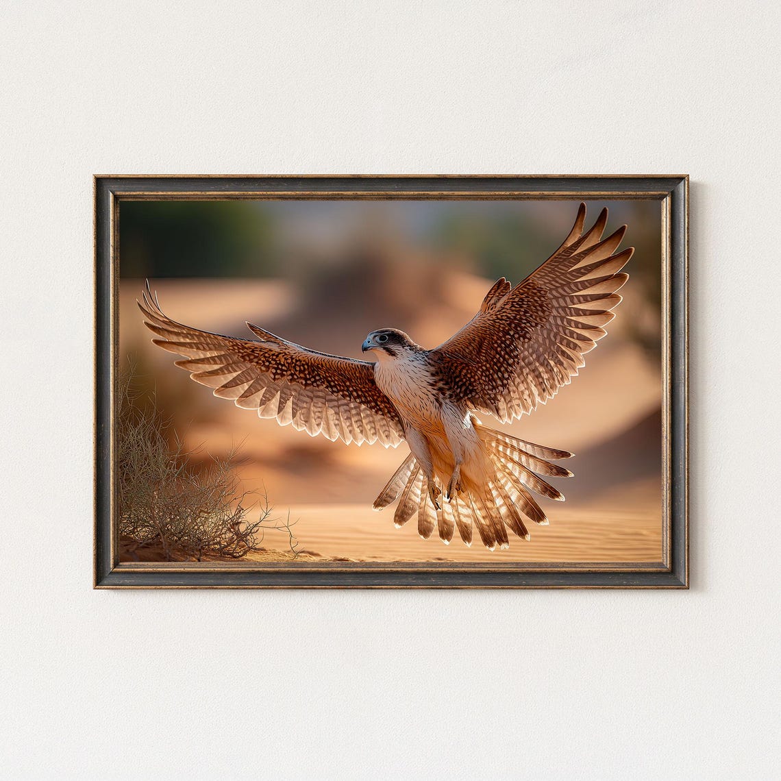 Falcon Photography Print Desert Wildlife Wall Art