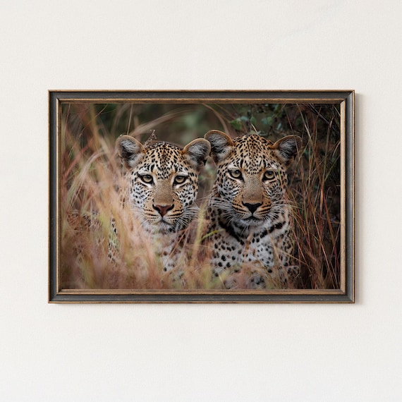 Leopard Photography Print Safari Wildlife Wall Art
