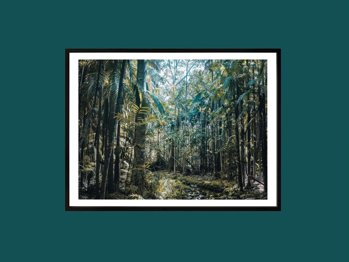 Tropical Rainforest Palm Grove and Stream Photography Wall Art