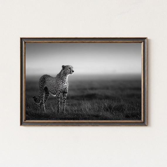 Black And White Cheetah Wildlife Photography Print