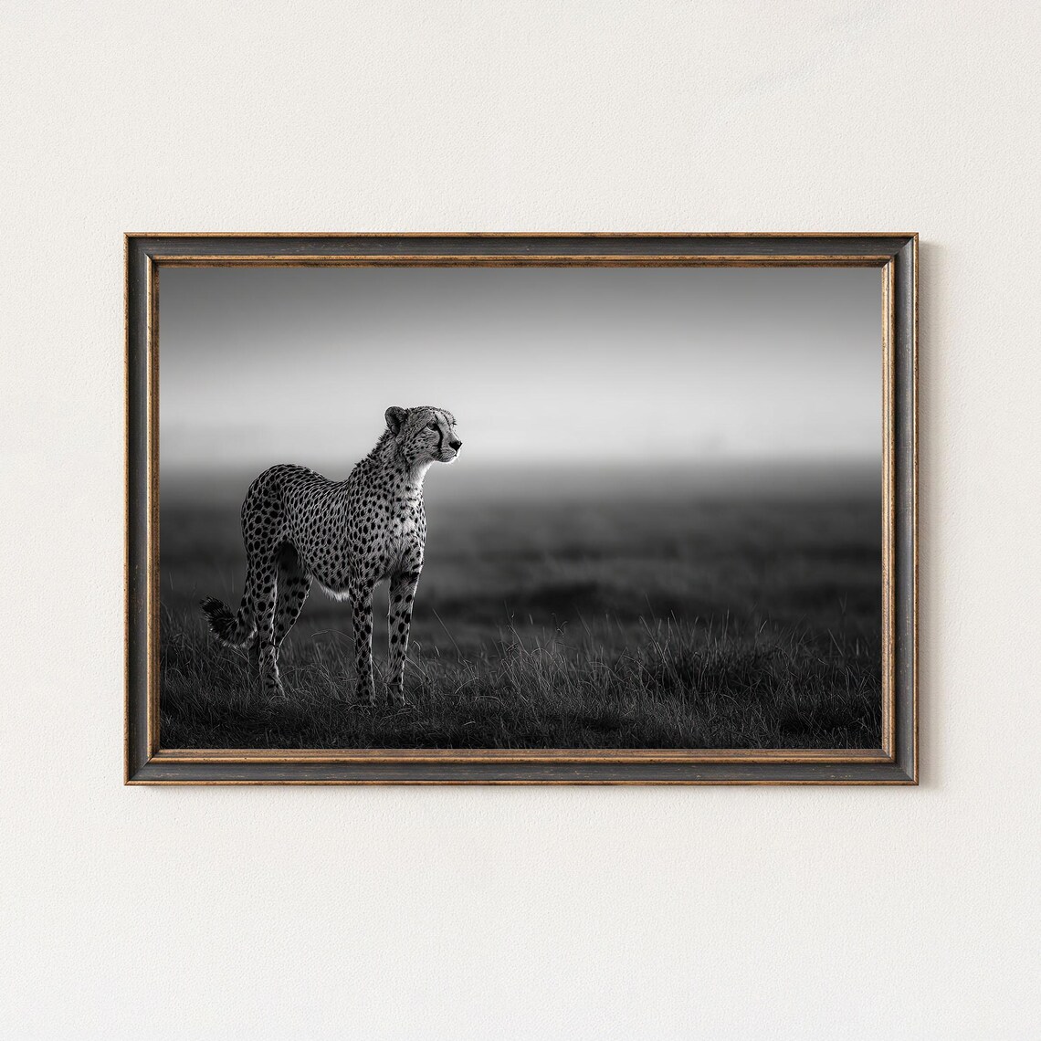 Cheetah In Misty Grassland Black And White Wildlife Photo Poster