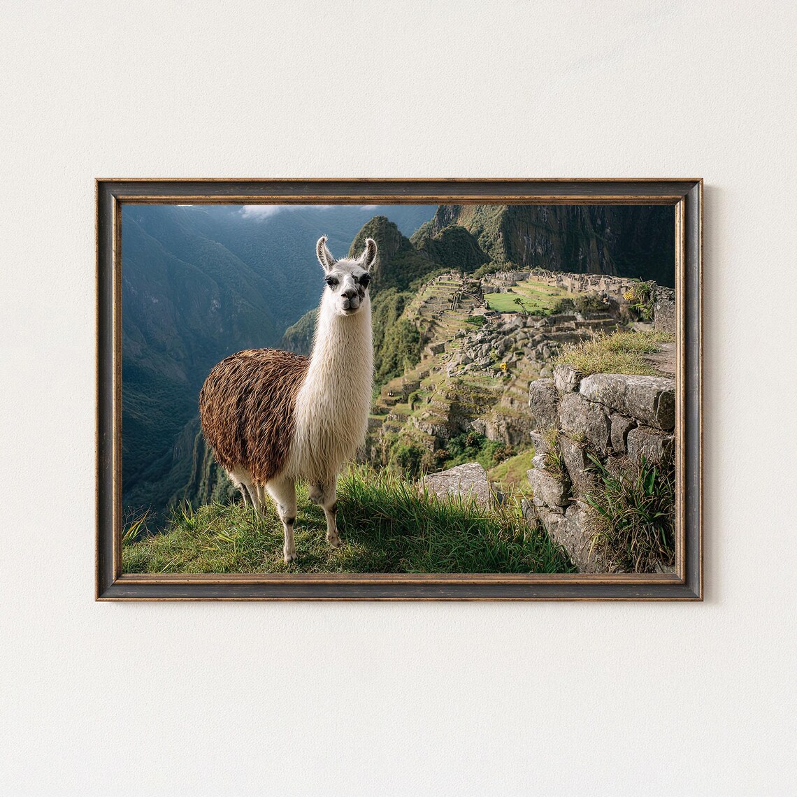 Llama At Machu Picchu Ruins Andes Mountains Scenic Wildlife Poster