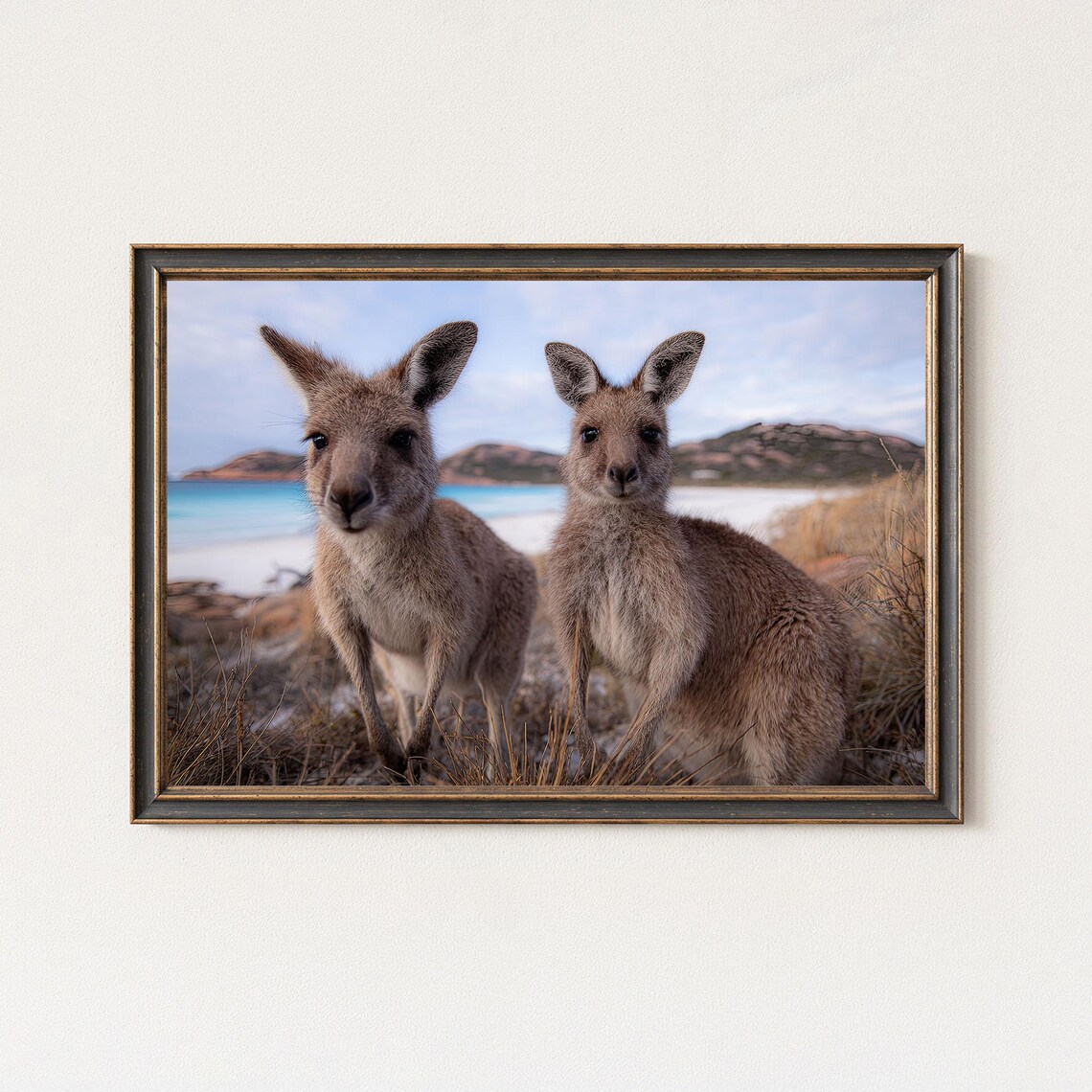 Kangaroo Duo Photography Print Australia Coastal Wildlife Wall Art
