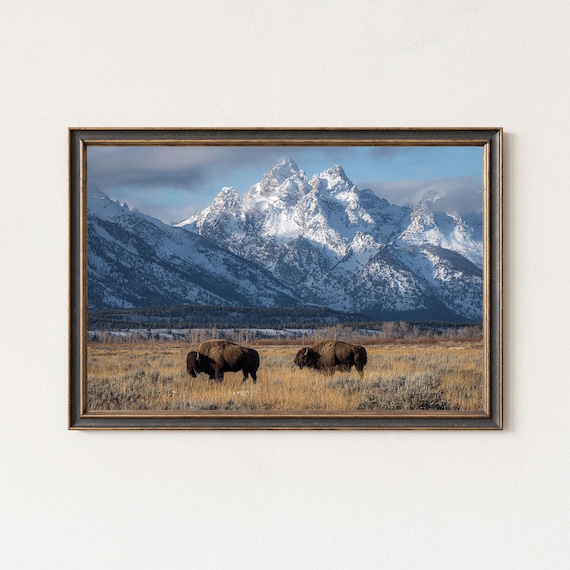 Grand Teton Bison Wyoming Snowy Mountain Landscape Wall Art Print