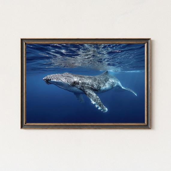 Humpback Whale Swimming Just Below Sparkling Ocean Surface Waves Poster