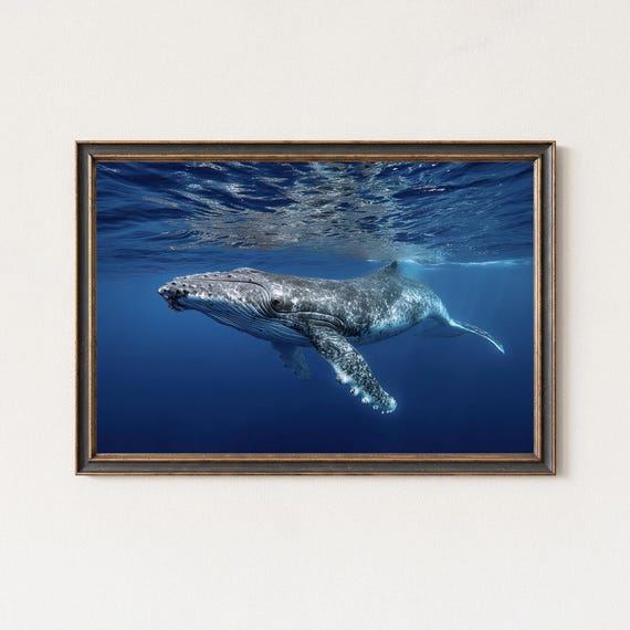Whale Photography Print Humpback Underwater Ocean Wall Art
