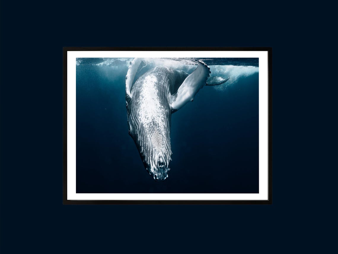 Humpback Whale Diving Straight Down Into Deep Blue Ocean Water Poster