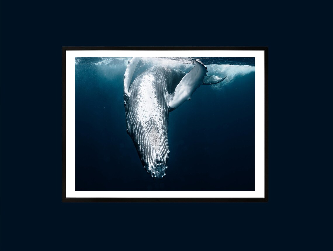 Humpback Whale Fine Art Print Coastal Ocean Photography