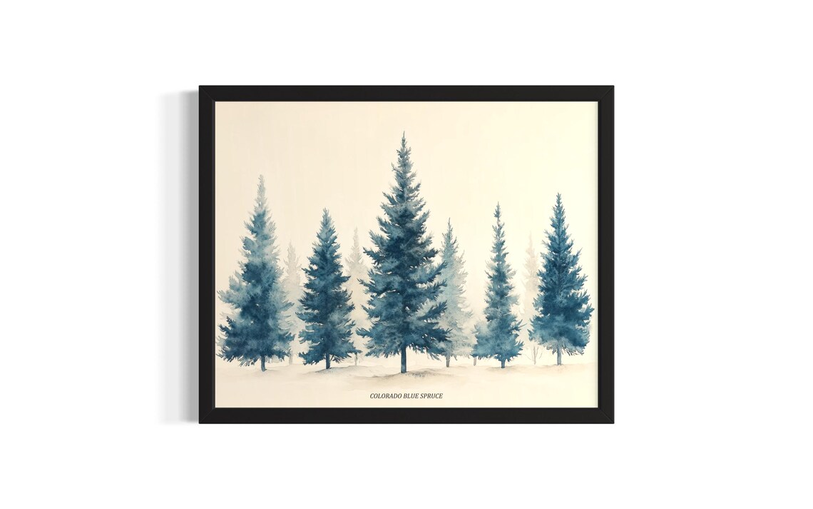 Colorado Blue Spruce Watercolor Misty Evergreen Forest Poster
