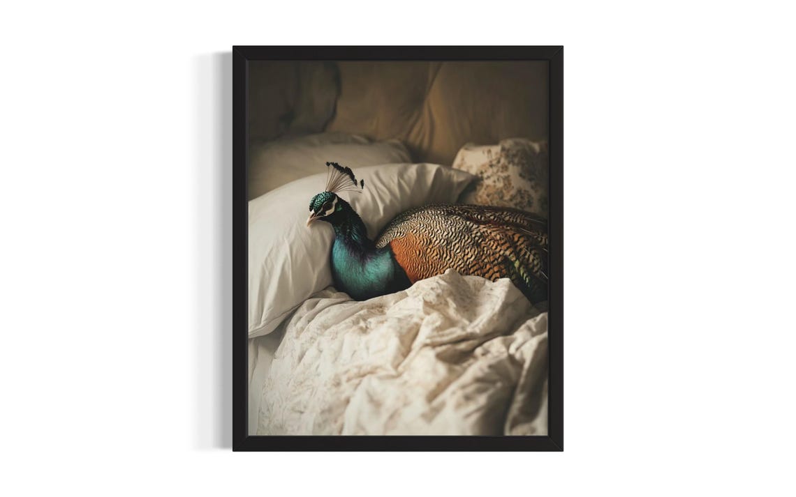 Peacock Resting on White Bedding in a Warm Moody Bedroom Poster