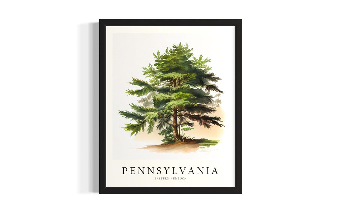 Pennsylvania Eastern Hemlock Watercolor Tree Botanical Poster