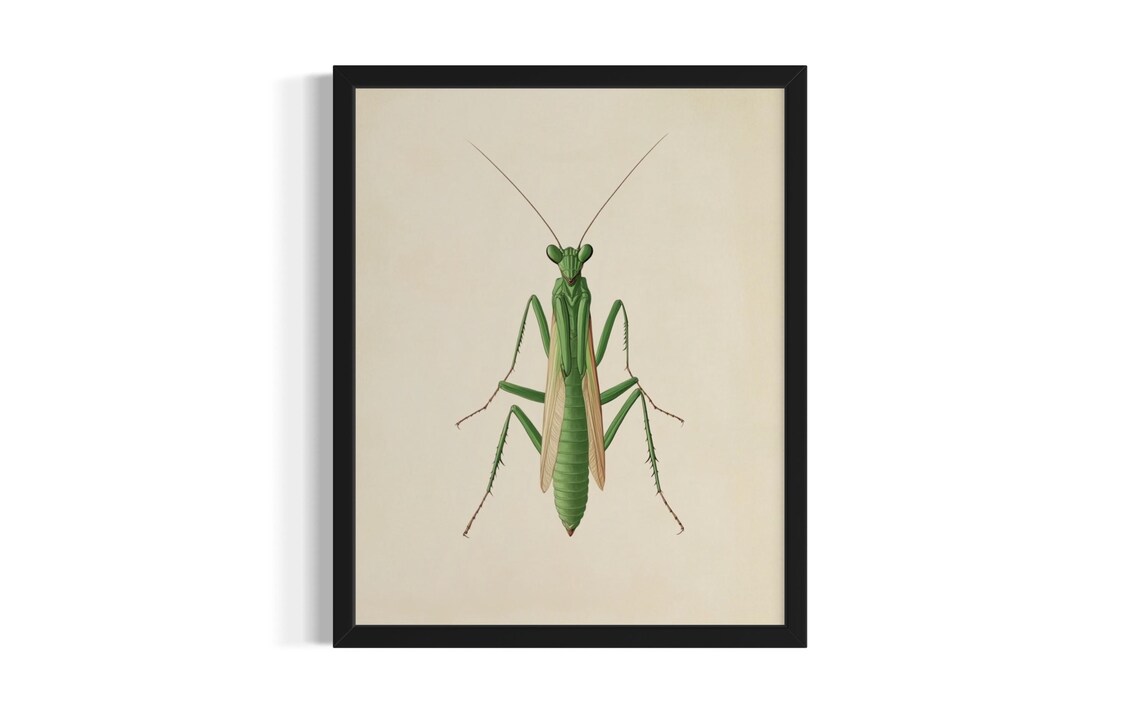 Green Praying Mantis Botanical Illustration Vintage Insect Art Poster