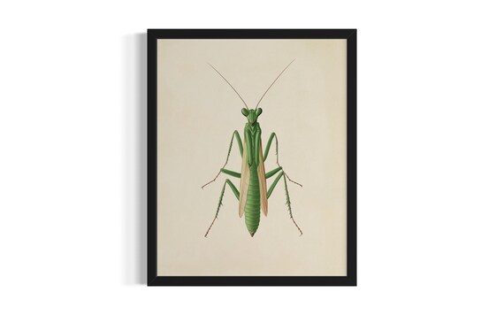 Green Praying Mantis Botanical Illustration Vintage Insect Art Poster