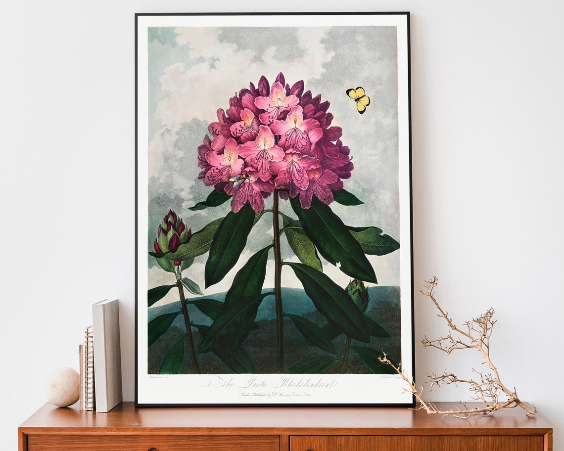 Thornton Rhododendron Botanical Vintage Pink Flower Art Poster
