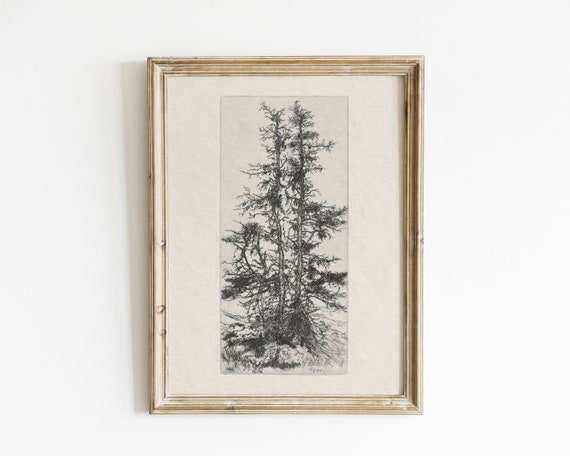 Vintage Pine Tree Art Print, Antique Botanical