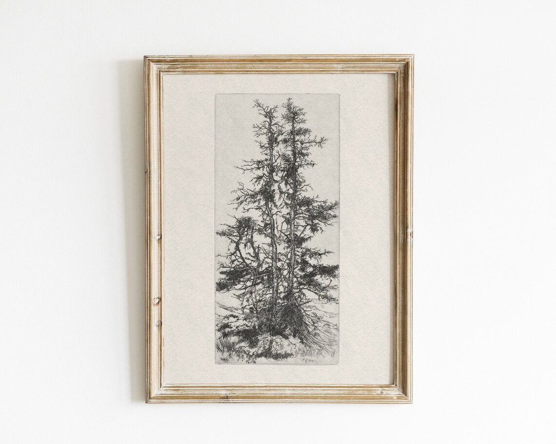 Vintage Pine Tree Art Print, Antique Botanical